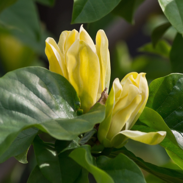 黄鸟玉兰 Yellow Bird Magnolia