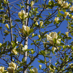 黄鸟玉兰 Yellow Bird Magnolia