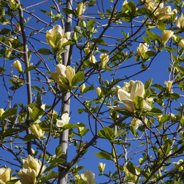 黄鸟玉兰 Yellow Bird Magnolia