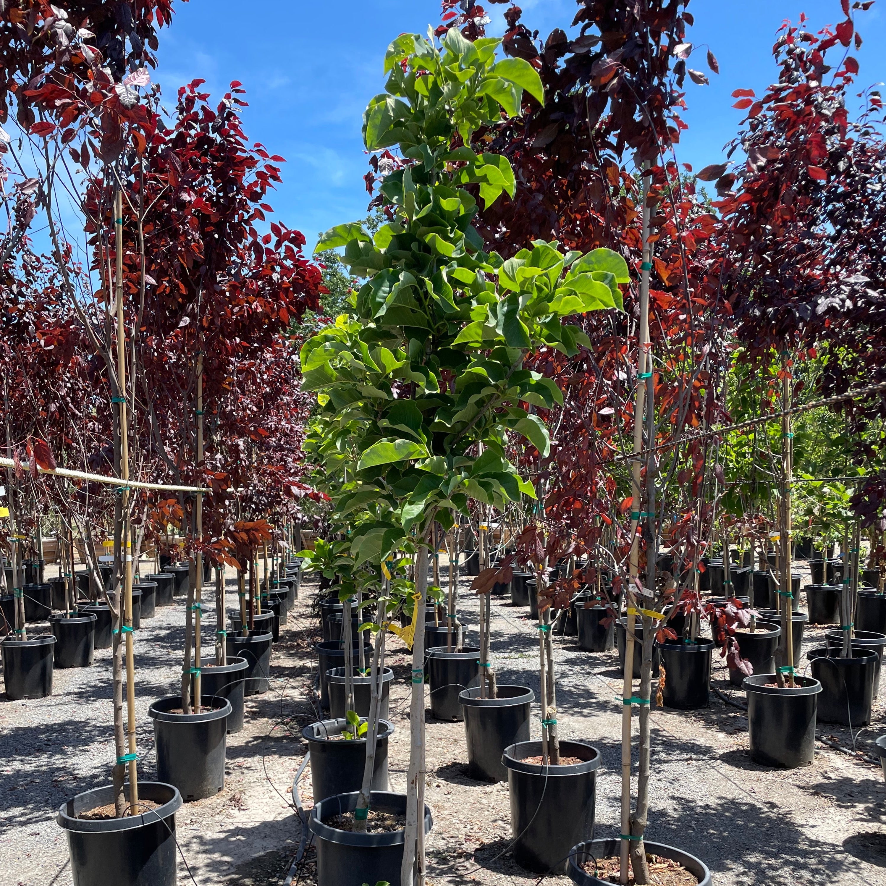 黄鸟玉兰 Yellow Bird Magnolia