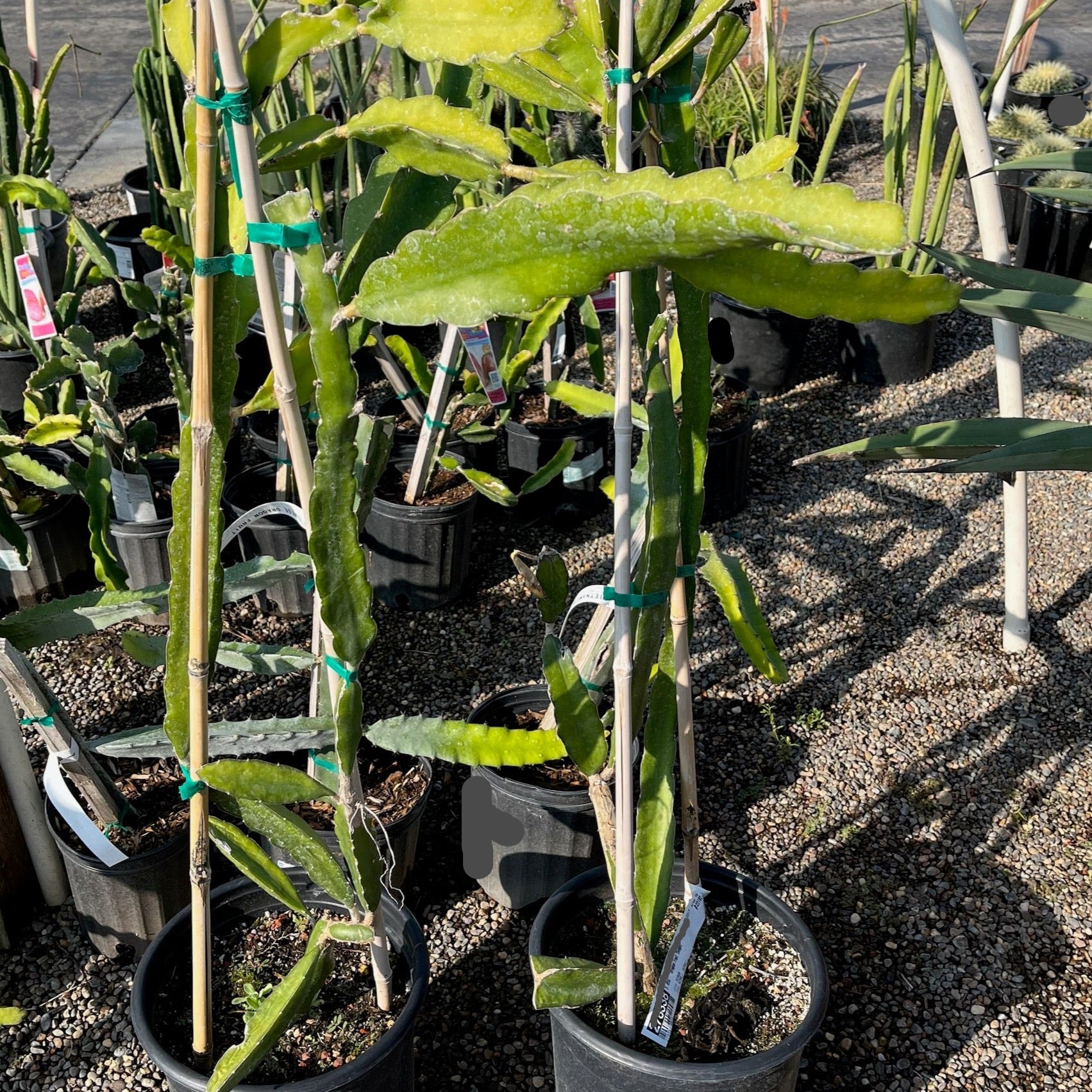 黄皮火龙果 Yellow Dragon Fruit