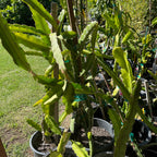 黄皮火龙果 Yellow Dragon Fruit