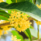 金桂树 Yellow Flowering Fragrant Tea Olive