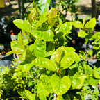 金桂树 Yellow Flowering Fragrant Tea Olive