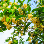 金桂树 Yellow Flowering Fragrant Tea Olive