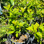 金桂树 Yellow Flowering Fragrant Tea Olive