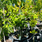 金桂树 Yellow Flowering Fragrant Tea Olive