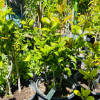 金桂树 Yellow Flowering Fragrant Tea Olive