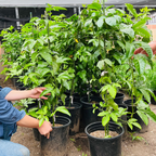 黄金百香果 Yellow Passion Fruit