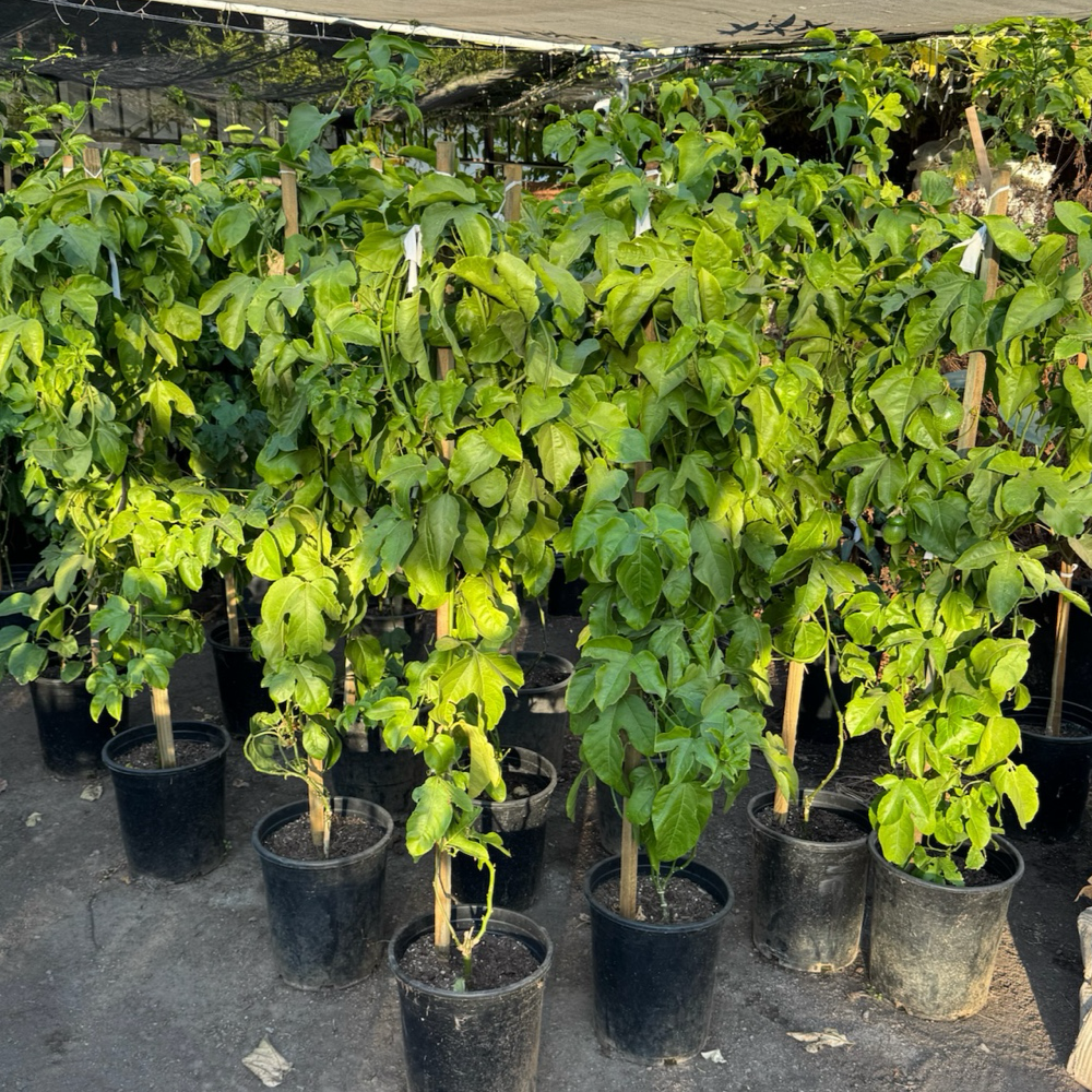 黄金百香果 Yellow Passion Fruit
