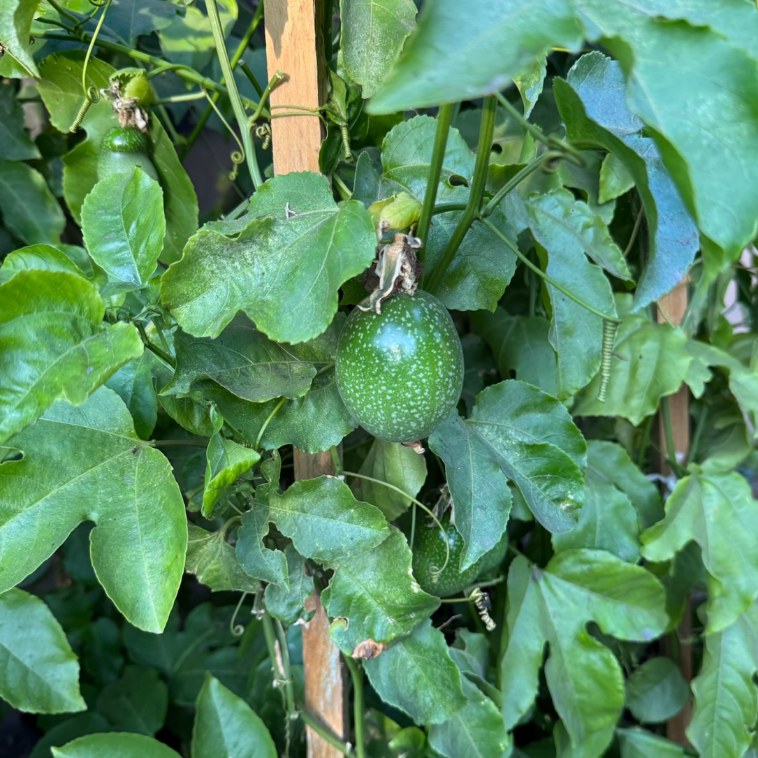 黄金百香果 Yellow Passion Fruit