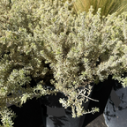 晨光海岸迷迭香 Yellow Variegated Coast Rosemary
