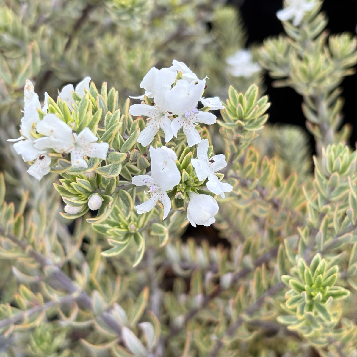晨光海岸迷迭香 Yellow Variegated Coast Rosemary