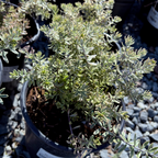晨光海岸迷迭香 Yellow Variegated Coast Rosemary