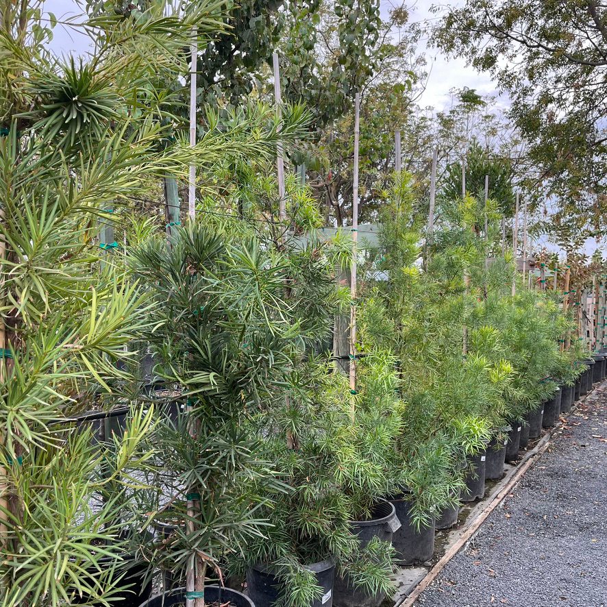 罗汉松 Yew Pine