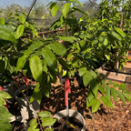 依兰花 Ylang Ylang