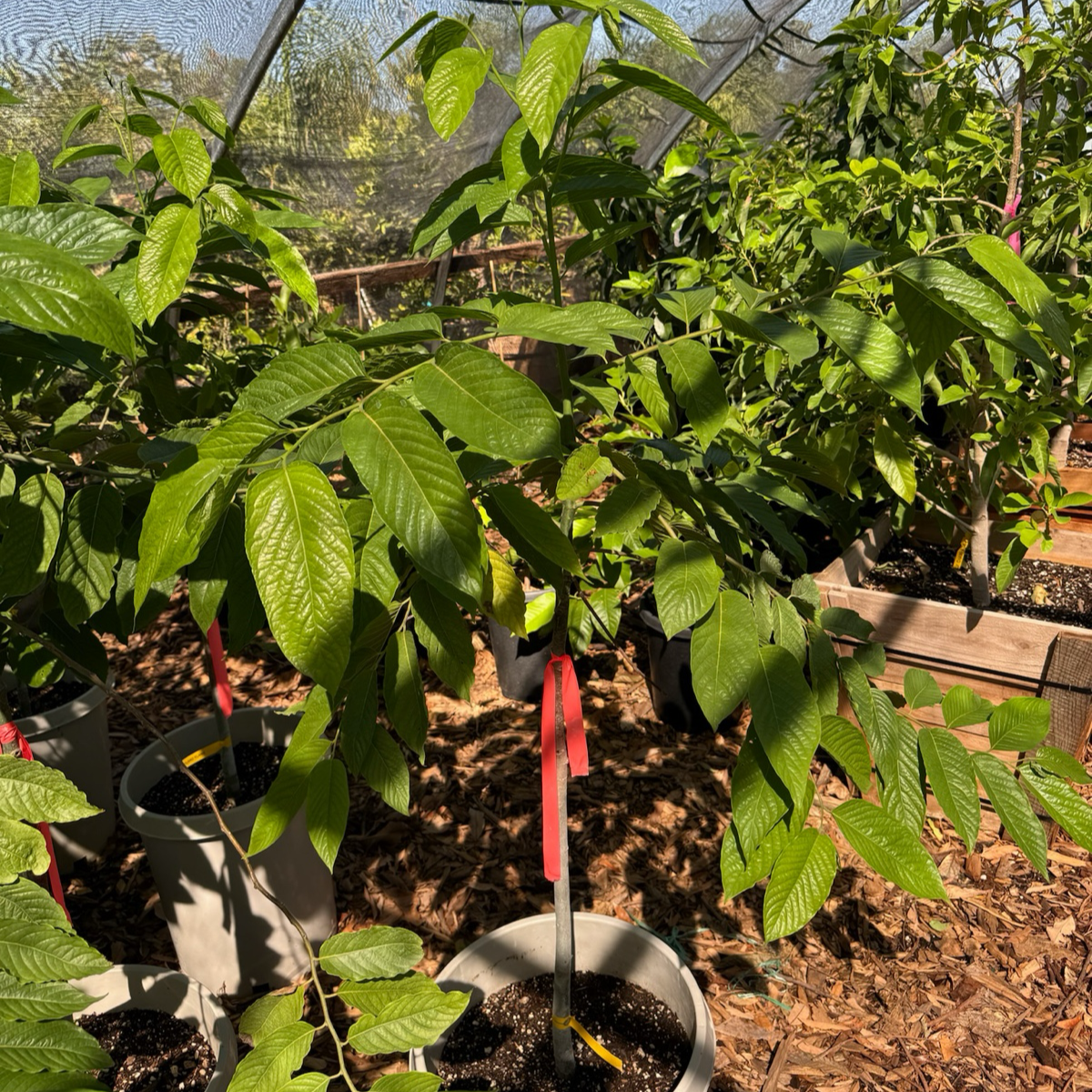 依兰花 Ylang Ylang