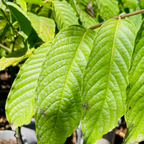 依兰花 Ylang Ylang