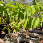 依兰花 Ylang Ylang