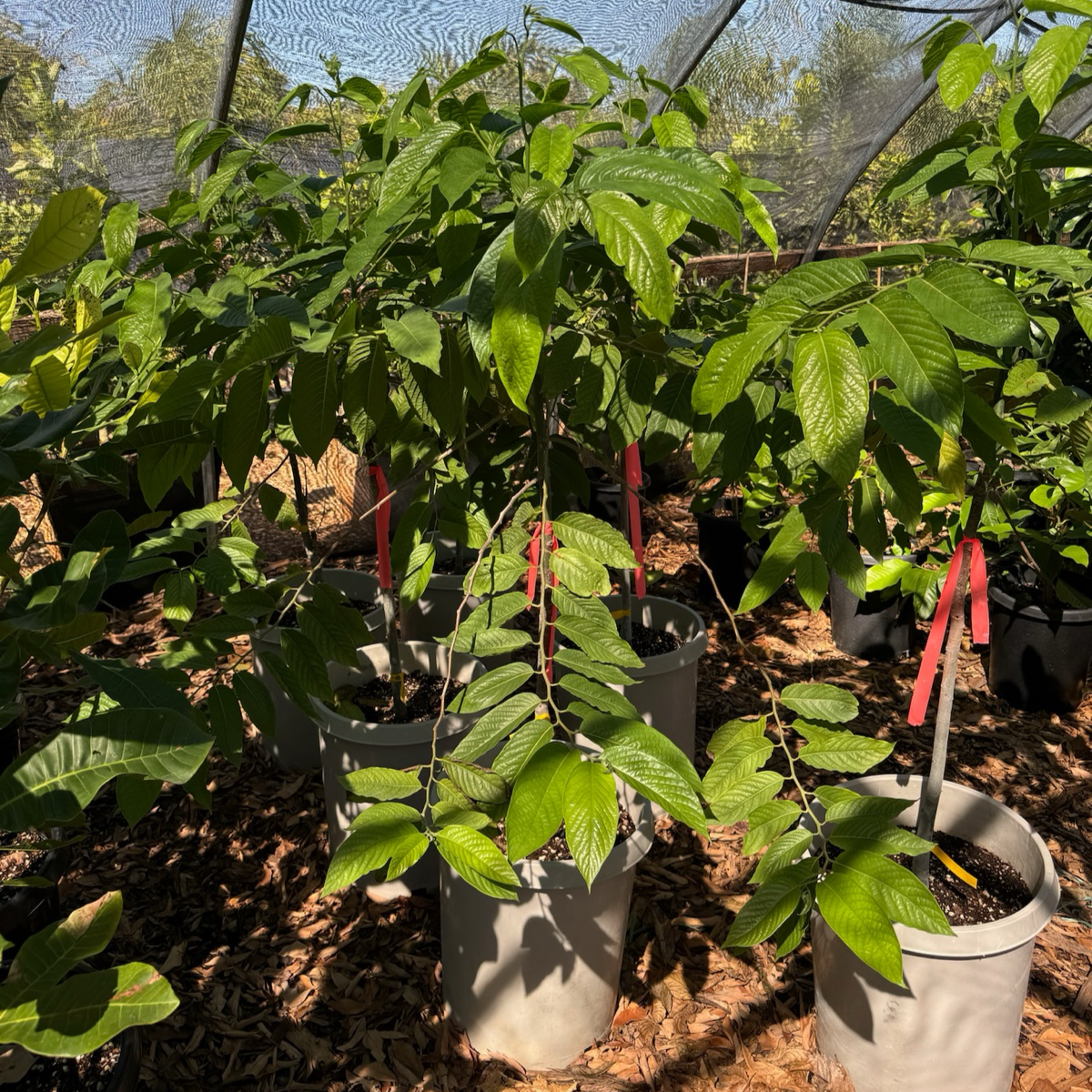 依兰花 Ylang Ylang
