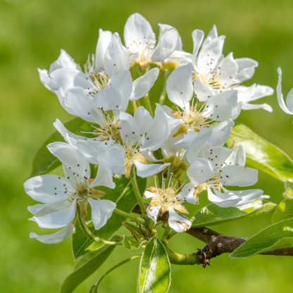 Asian Pear Trees - Pyrus communis 