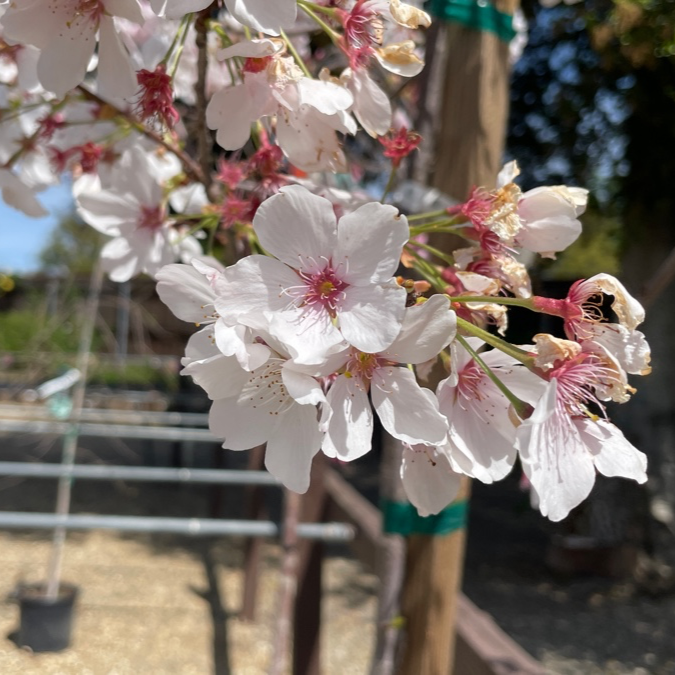 吉野樱花 Yoshino Flowering Cherry