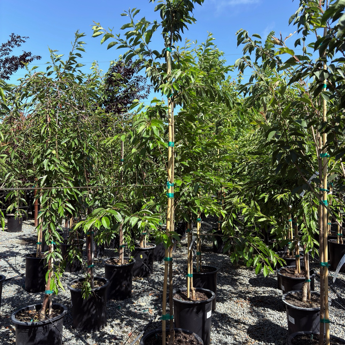 吉野樱花 Yoshino Flowering Cherry