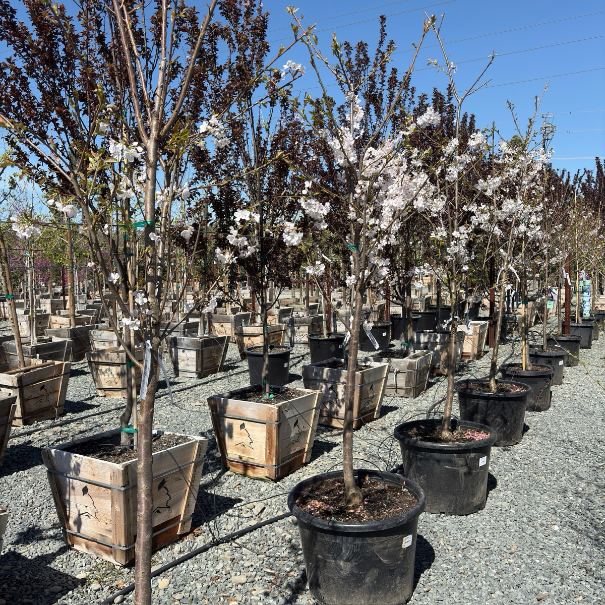 吉野樱花 Yoshino Flowering Cherry