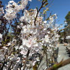吉野樱花 Yoshino Flowering Cherry