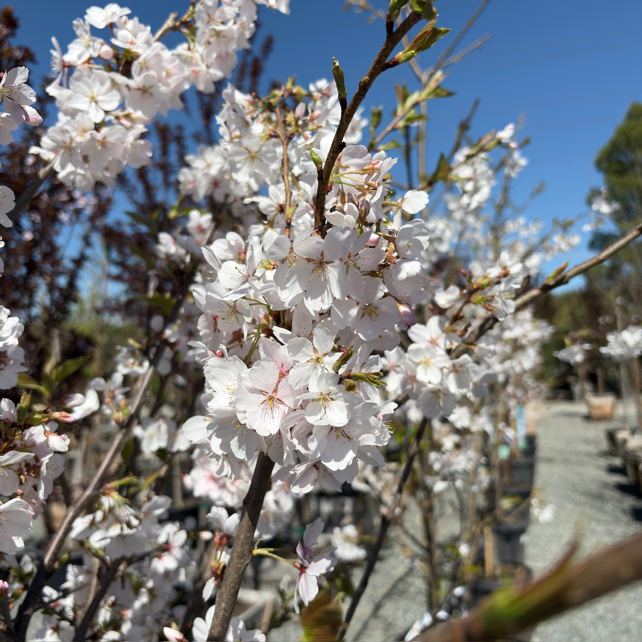 吉野樱花 Yoshino Flowering Cherry