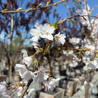 吉野樱花 Yoshino Flowering Cherry