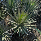 丝兰树 Yucca 'Magenta Magic'