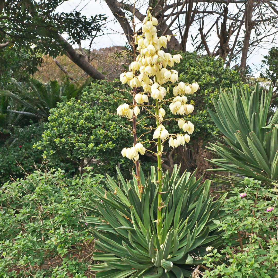 Spanish dagger