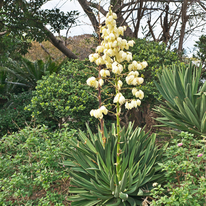 Yucca Tree - Pteris fasciata