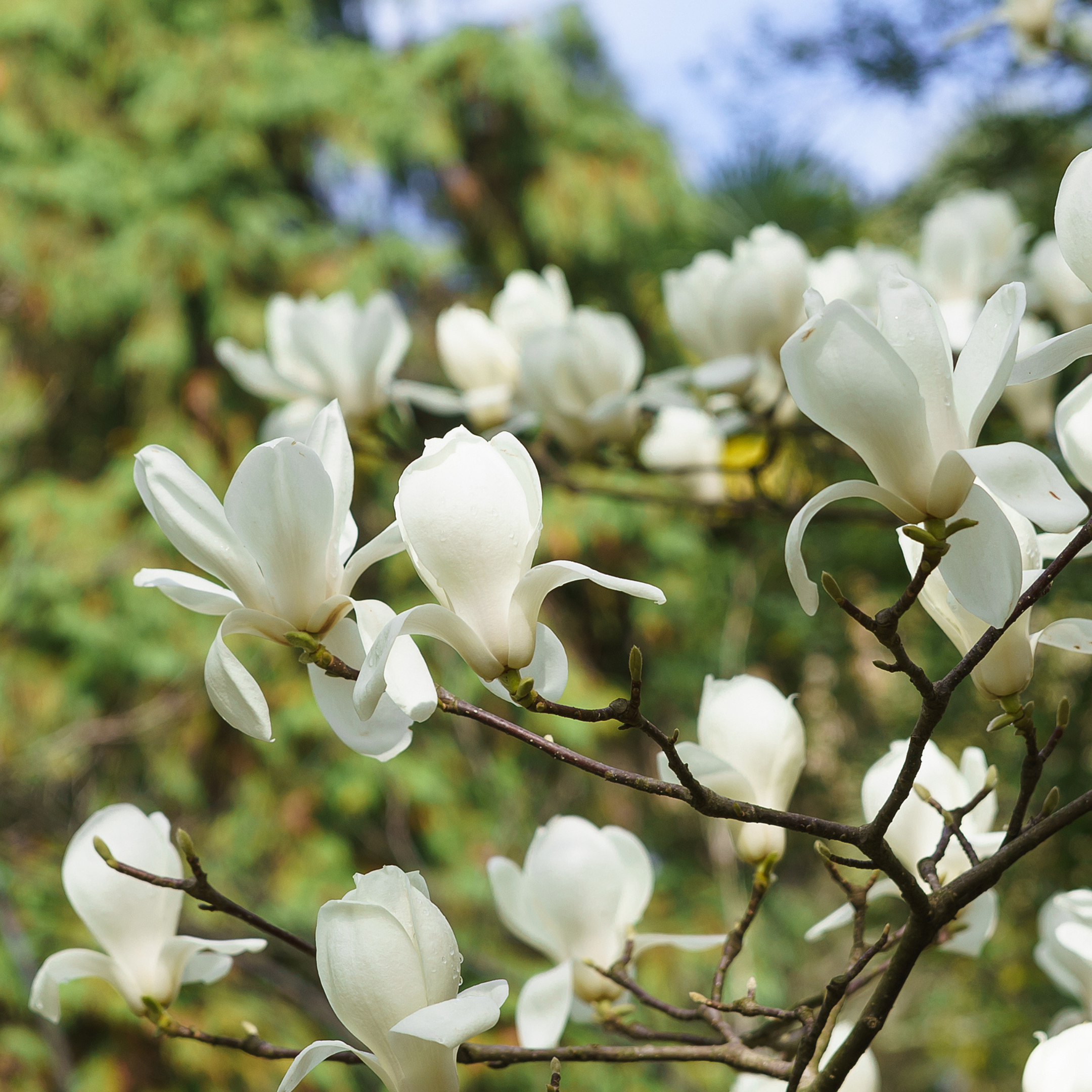 白玉兰 Yulan Magnolia