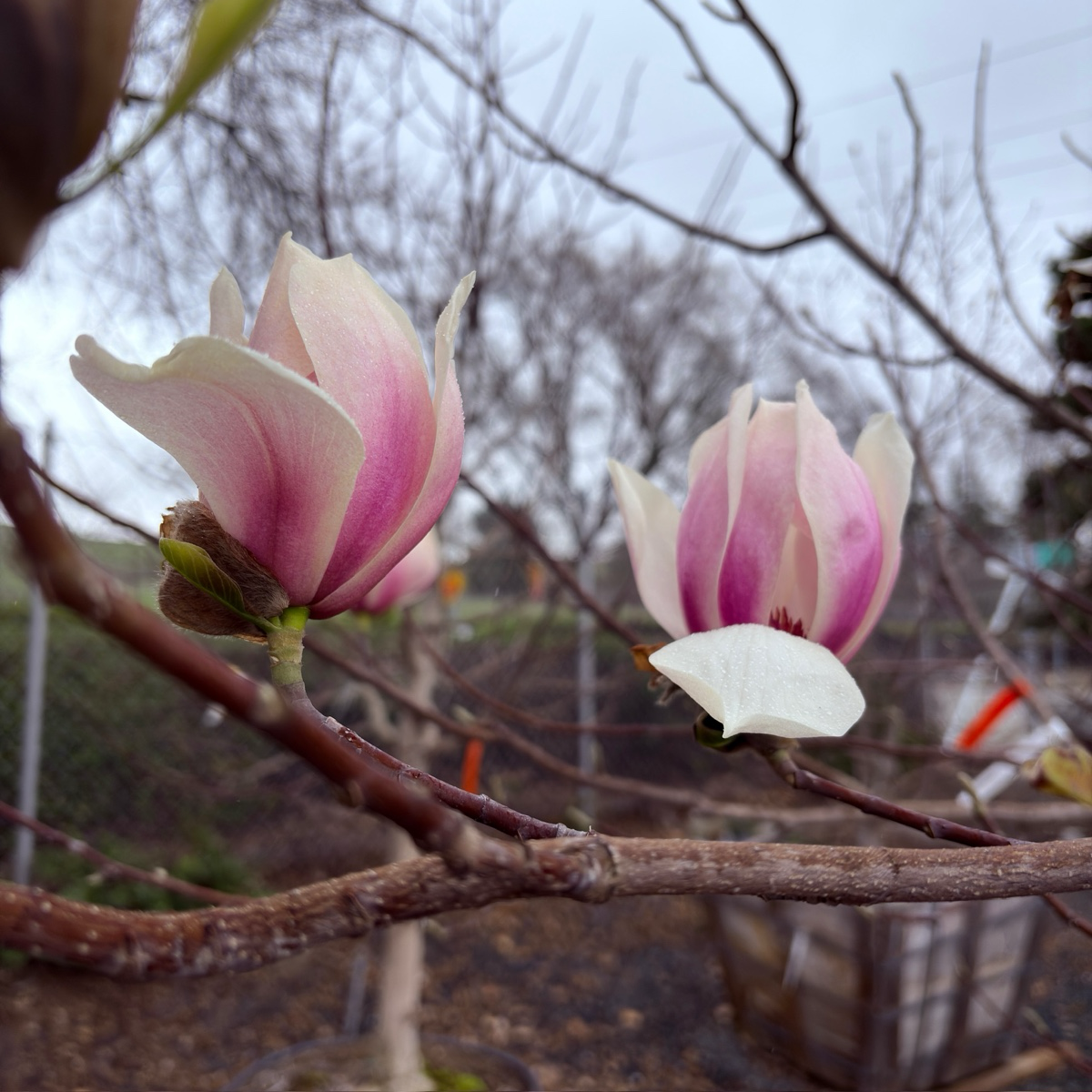 白玉兰 Yulan Magnolia