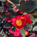 圣诞茶花 Yuletide  Sun Camellia