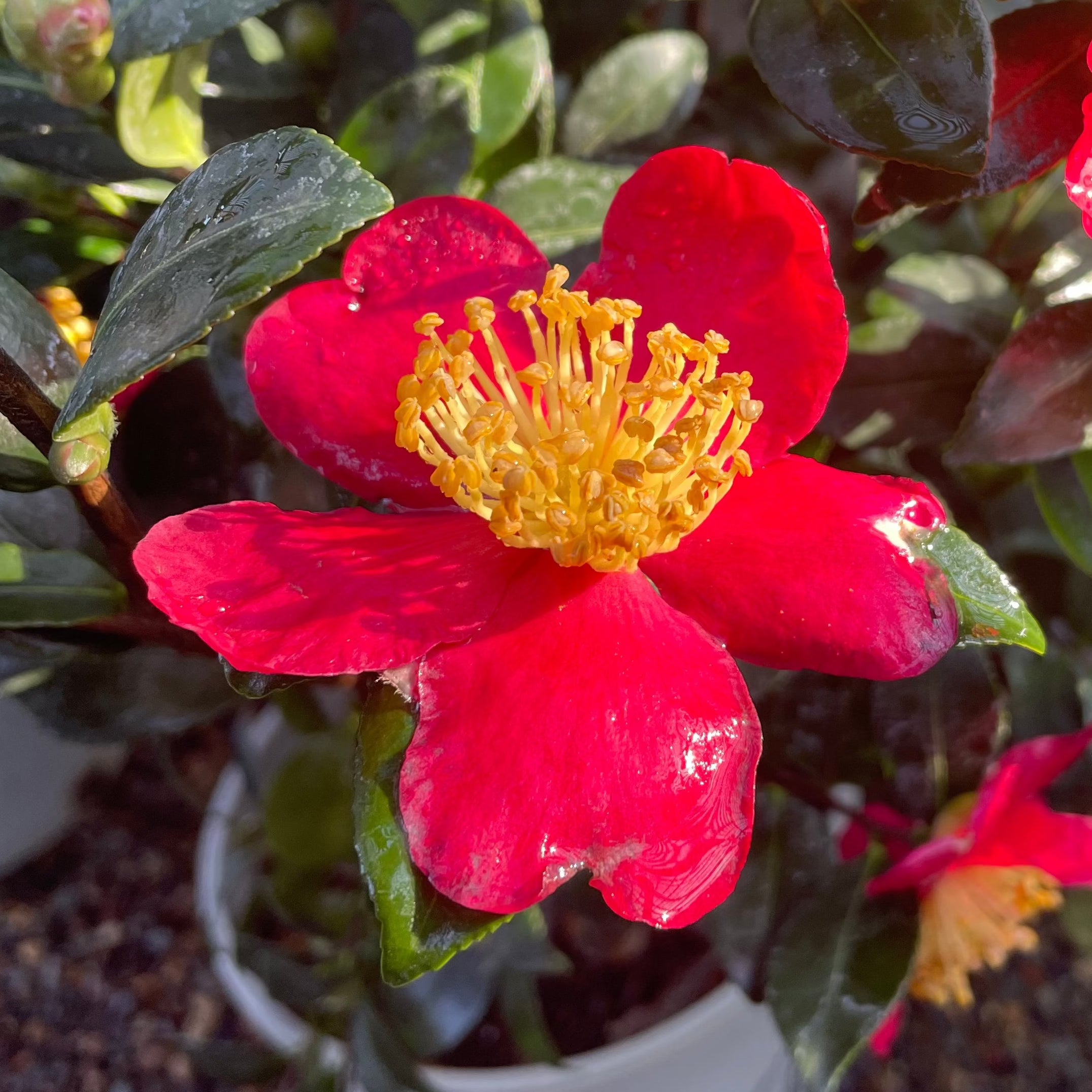 圣诞茶花 Yuletide  Sun Camellia