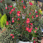 圣诞茶花 Yuletide  Sun Camellia