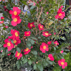 圣诞茶花 Yuletide  Sun Camellia
