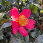 圣诞茶花 Yuletide  Sun Camellia