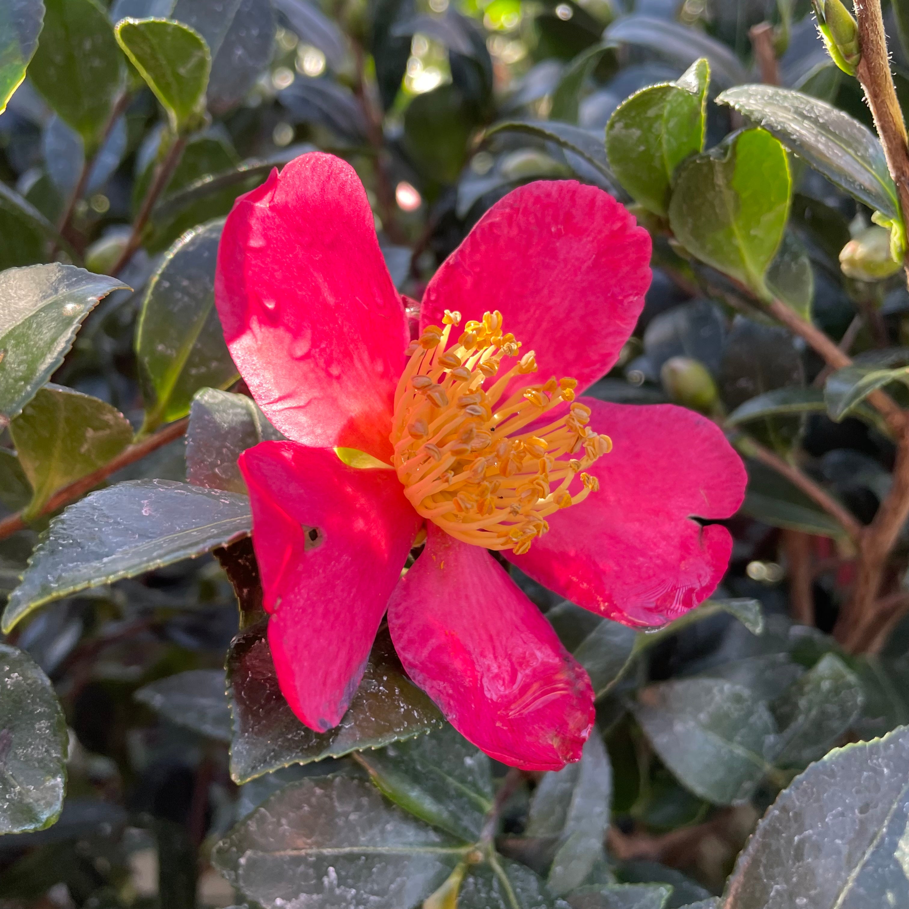 圣诞茶花 Yuletide  Sun Camellia