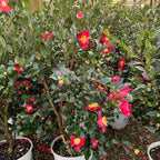 圣诞茶花 Yuletide  Sun Camellia