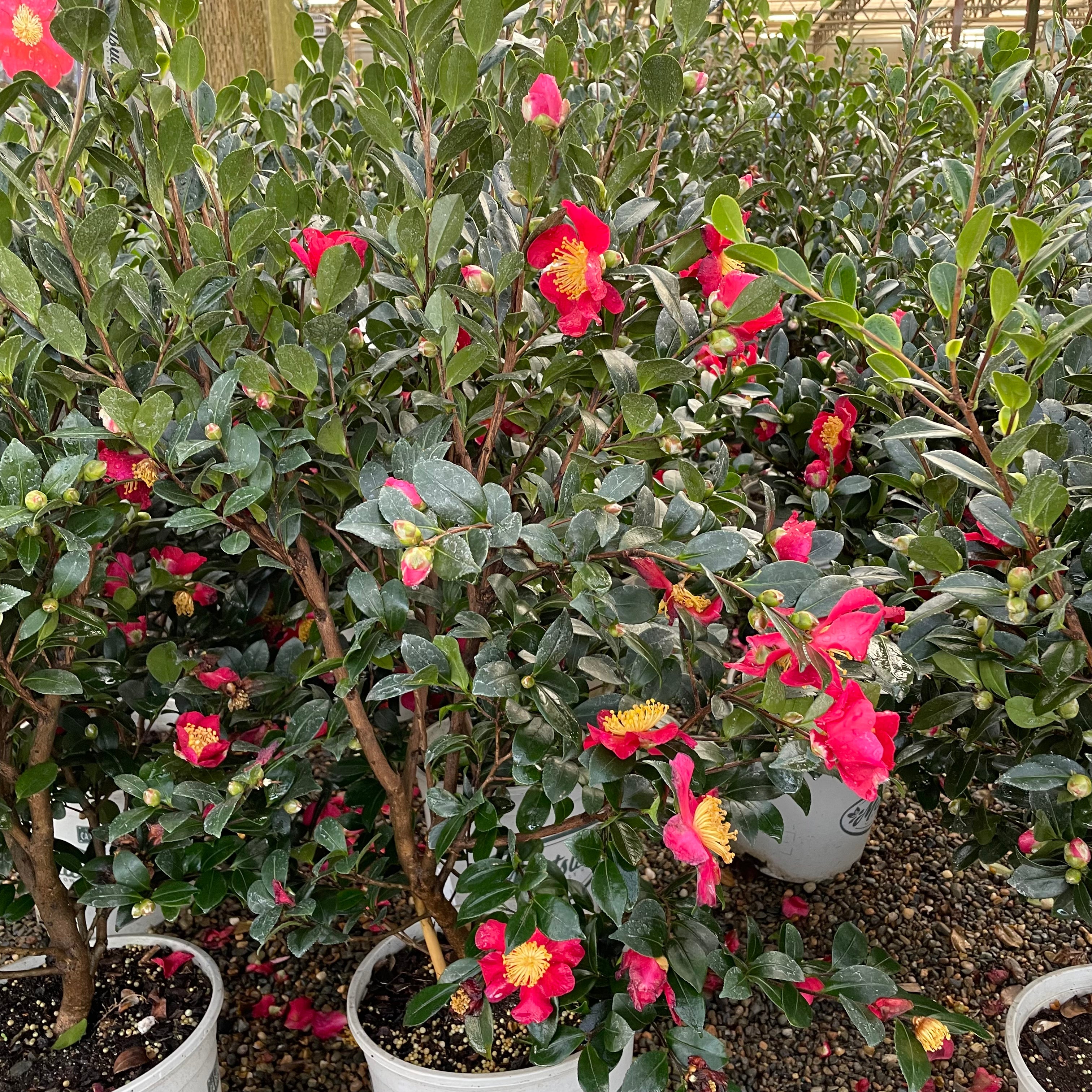 圣诞茶花 Yuletide  Sun Camellia