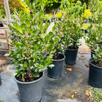 圣诞茶花 Yuletide  Sun Camellia