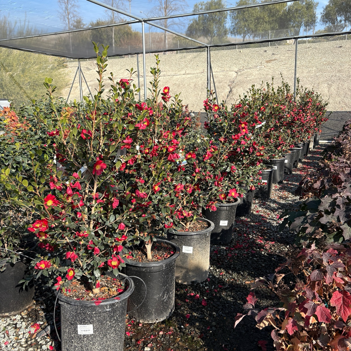 圣诞茶花 Yuletide  Sun Camellia