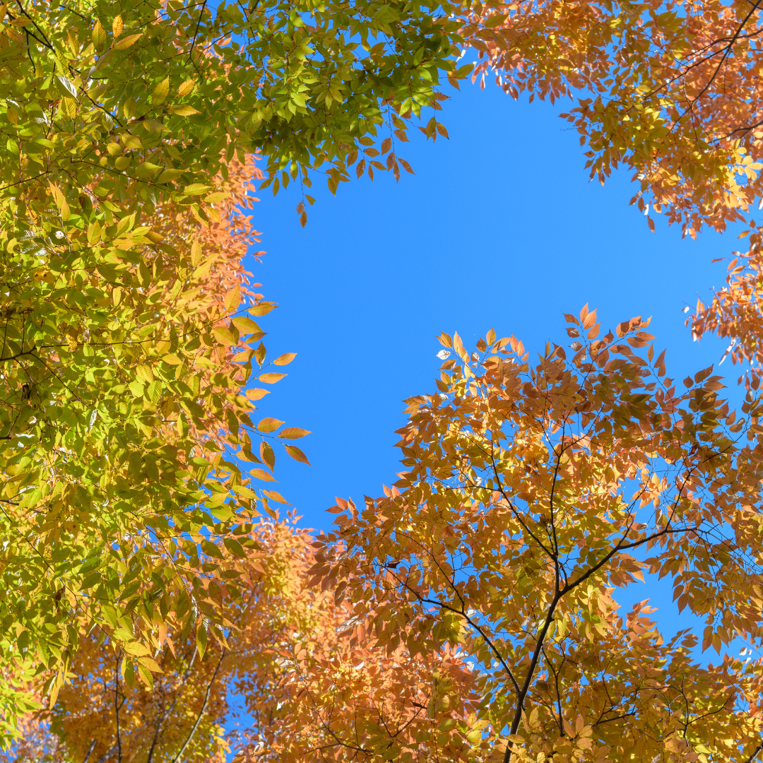 Sawleaf Zelkova