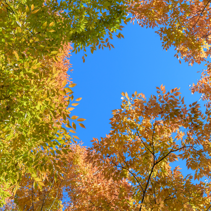 Zelkova