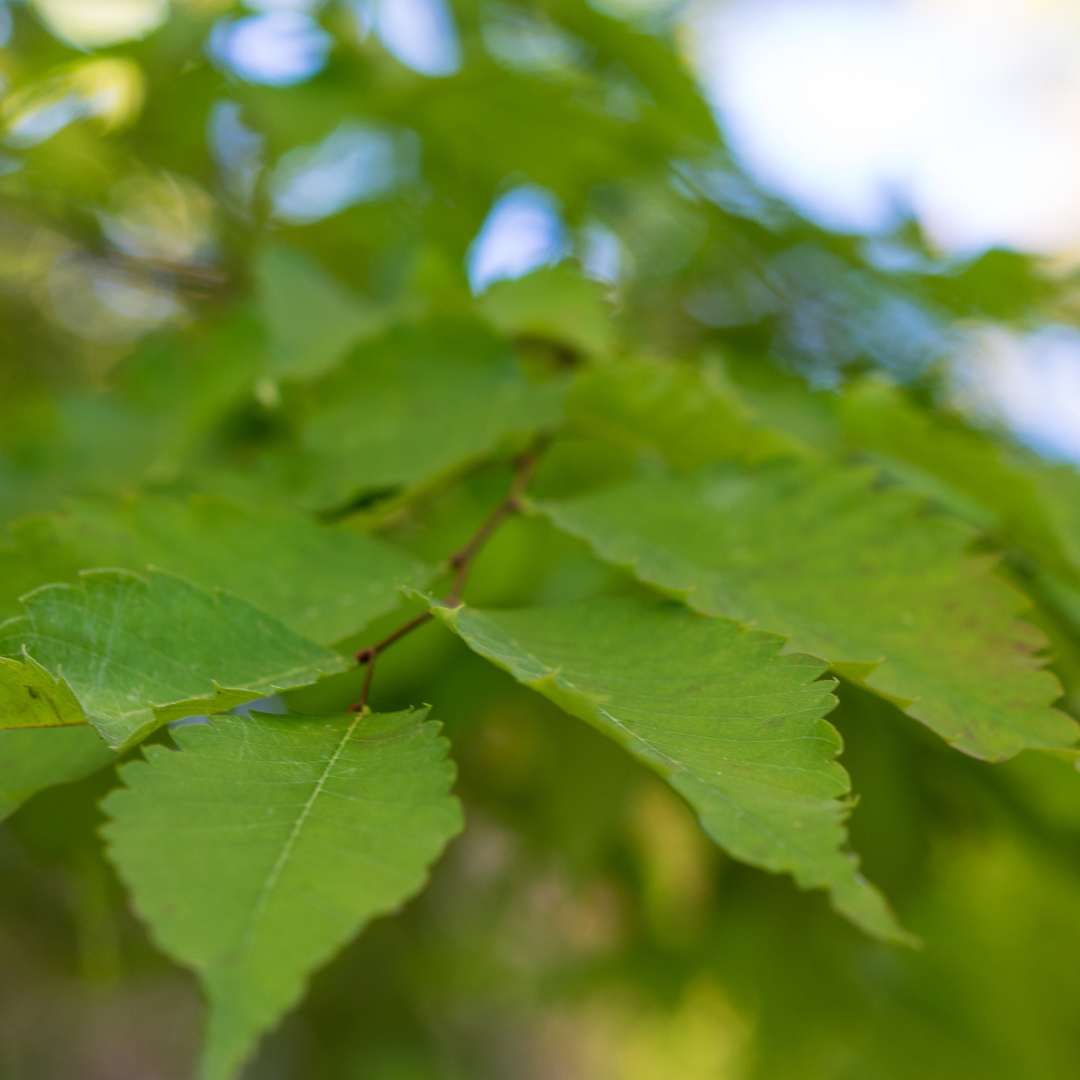 Zelkova