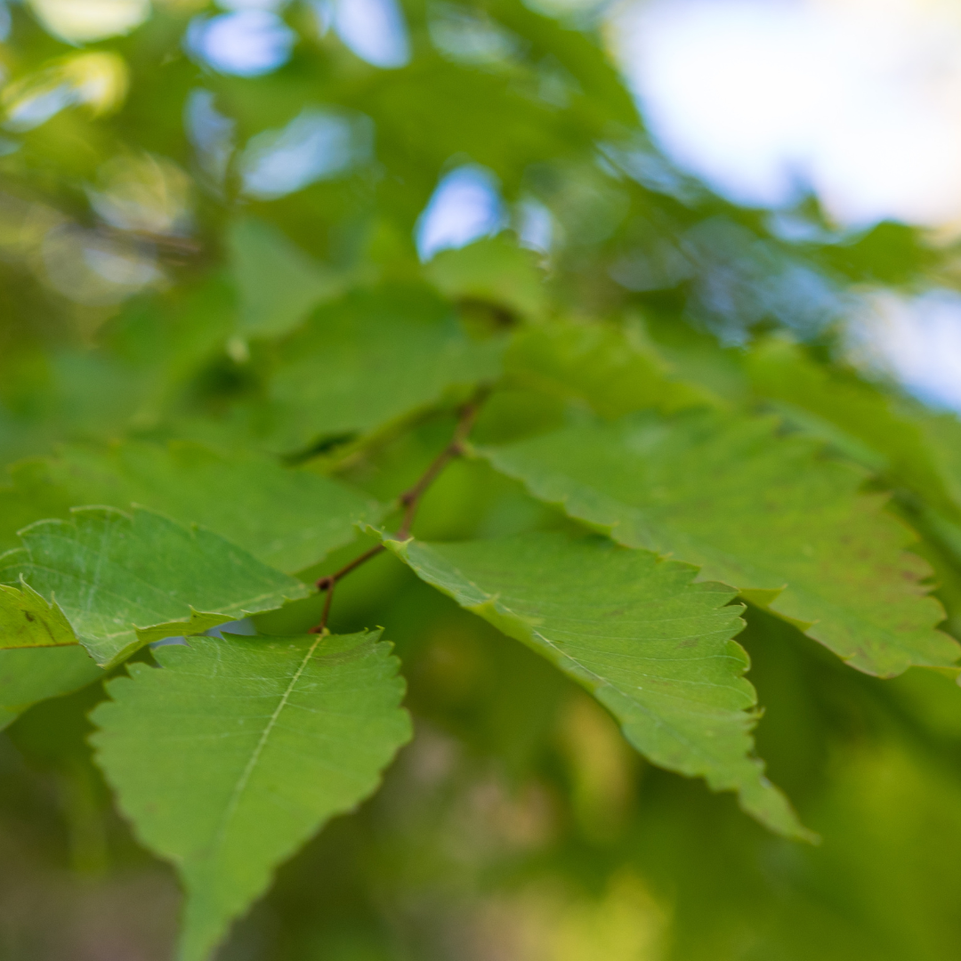 Sawleaf Zelkova